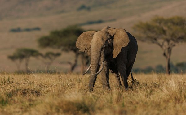 Comment explorer les plaines du Serengeti en Tanzanie ?