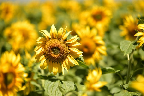 Quels sont les meilleurs endroits pour louer une maison de vacances en Écosse avec des visites de châteaux et des cours de cuisine?